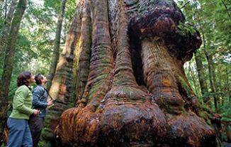 Tarkine