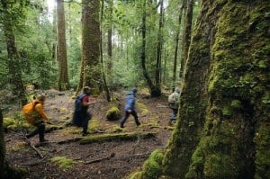 Tarkine
